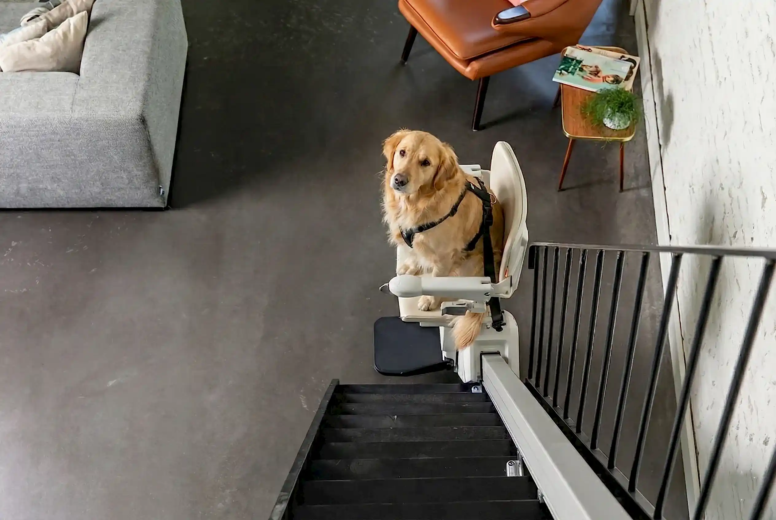 Köpekler İçin Engelli Asansörü